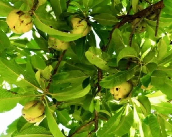 Elephant_Apple_Plant_(Hybrid)