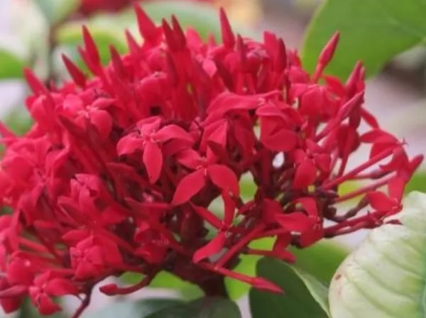 Ixora_Singaporensis_Red_Flowering_Plant_(Hybrid)