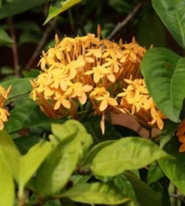 Ixora_Mini_Pink_Flowering_Plant_(Hybrid)