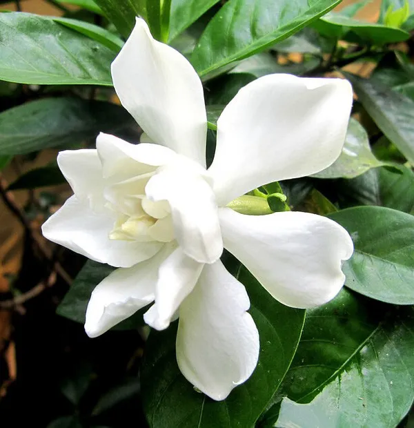 Tuberose/_Rajnigandha_Plant_(Hybrid)