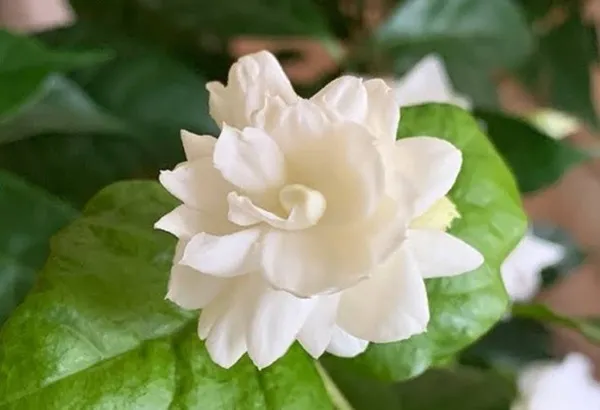 Tuberose/_Rajnigandha_Plant_(Hybrid)