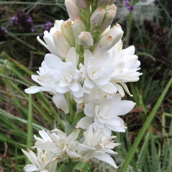Tuberose/_Rajnigandha_Plant_(Hybrid)