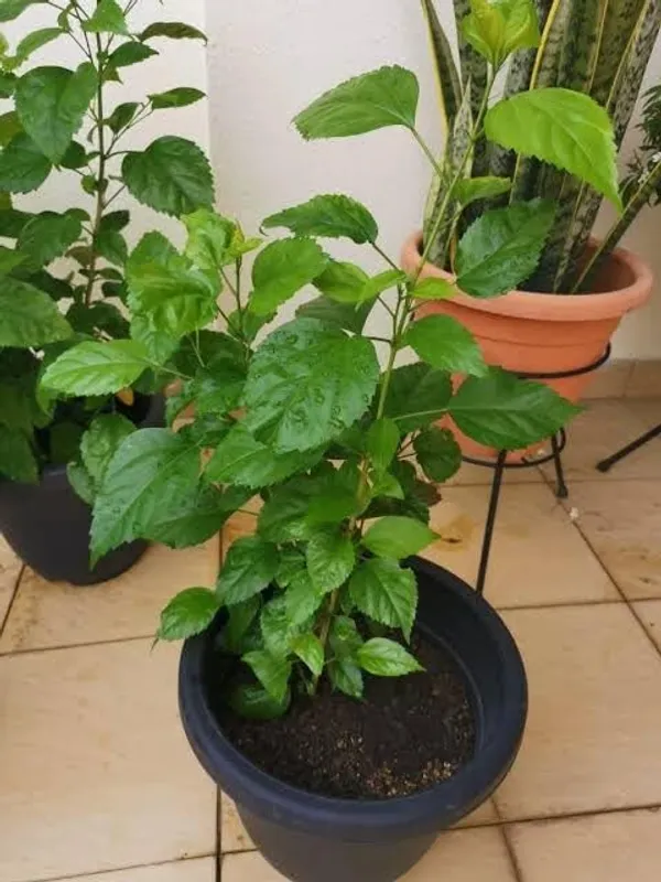 Hibiscus_Plant_(Hybrid)