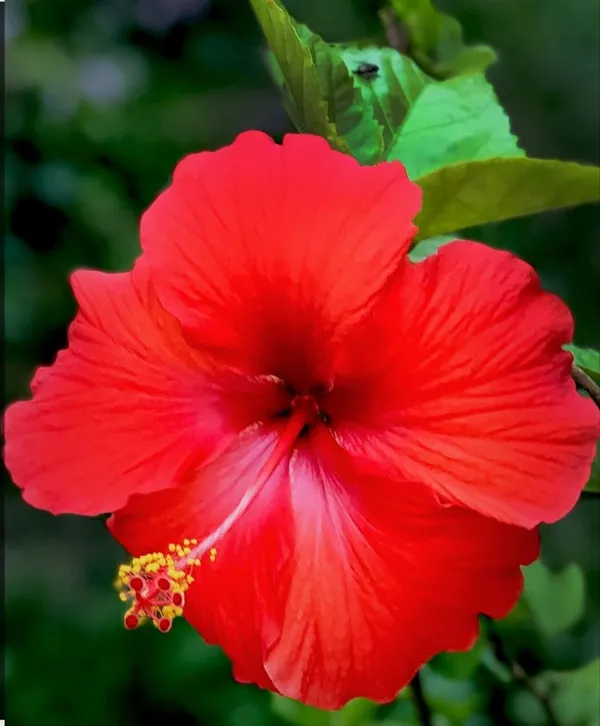 Hibiscus_Plant_(Hybrid)