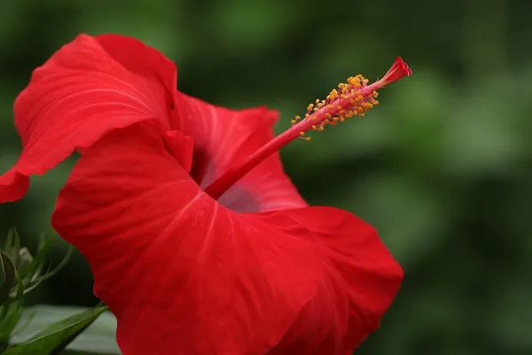 Hibiscus_Plant_(Hybrid)