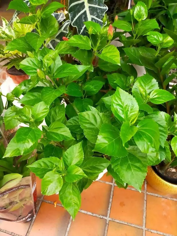 Hibiscus_Plant_(Hybrid)