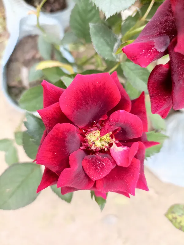 Rose_Plant_(Hybrid)