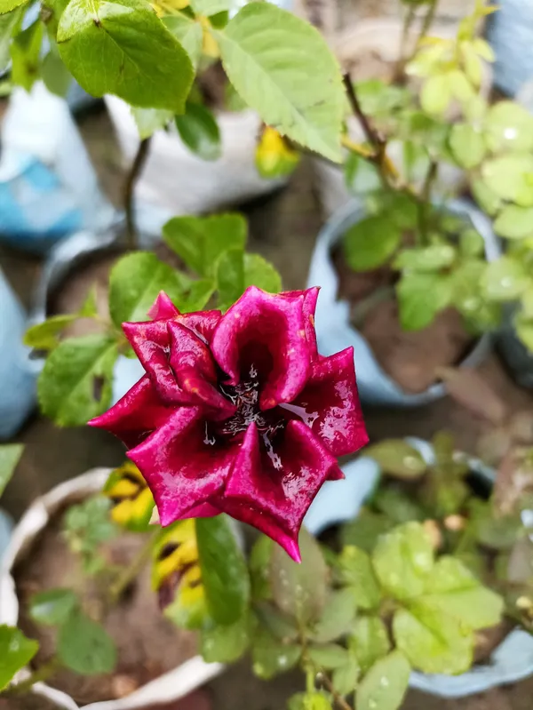 Rose_Plant_(Hybrid)