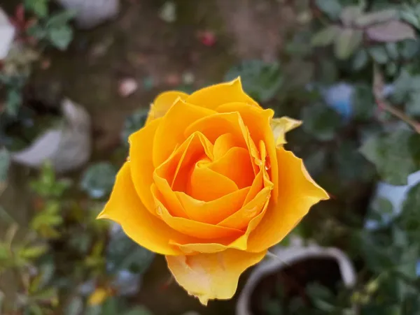 Rose_Plant_(Hybrid)