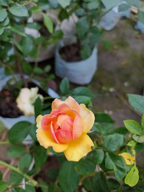 Rose_Plant_(Hybrid)