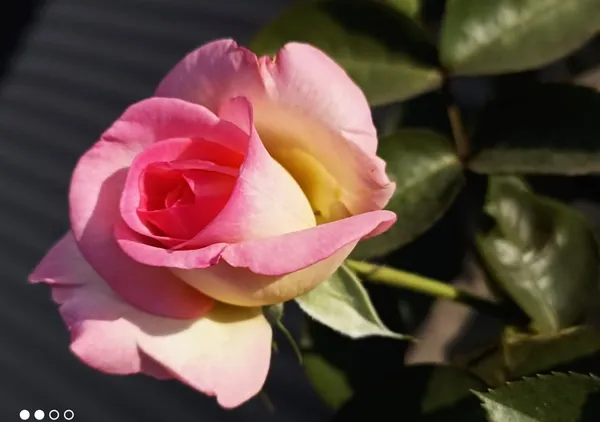 rose_plant_baby_pink_colour