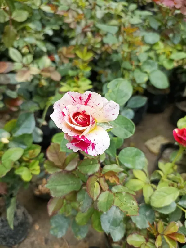 rose_plant_combo_colour