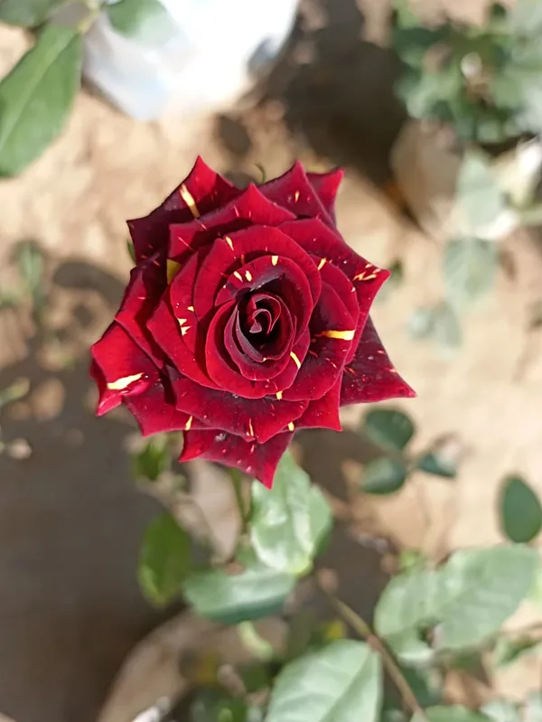 rose_plant_combo_colour