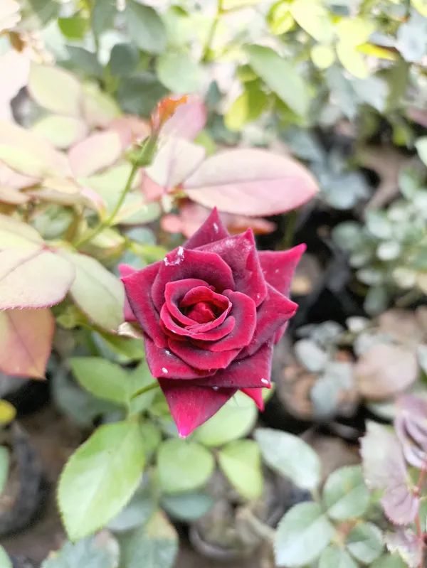 Rose_Plant_(Hybrid)