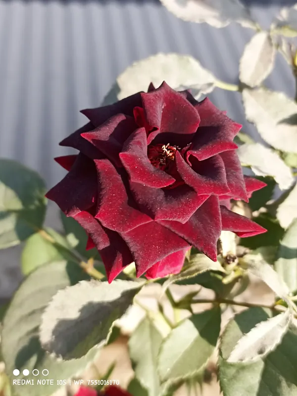 Rose_Plant_(Hybrid)