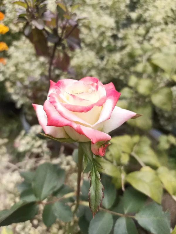 Rose_Plant_(Hybrid)
