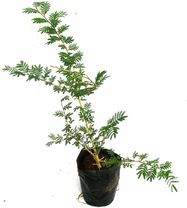 Shami/_Jand_Plant_(Hybrid)