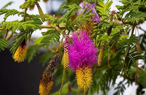 Shami/_Jand_Plant_(Hybrid)