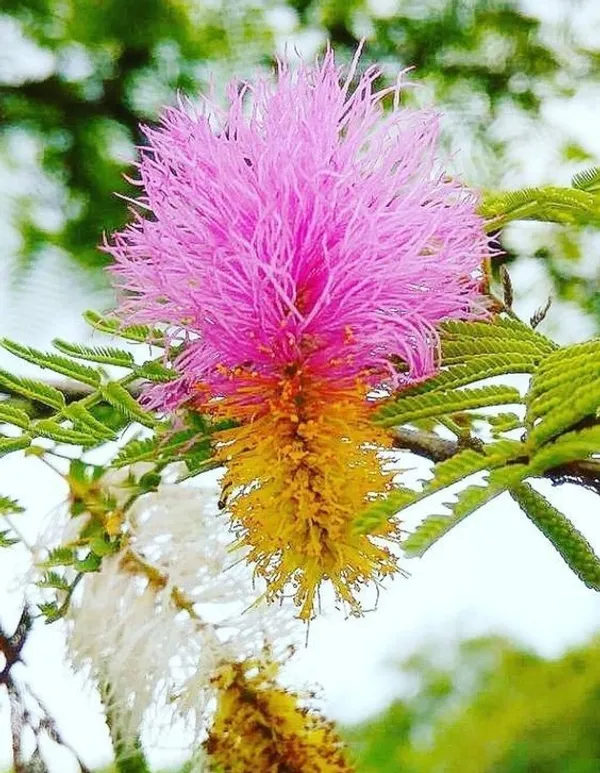 Shami/_Jand_Plant_(Hybrid)