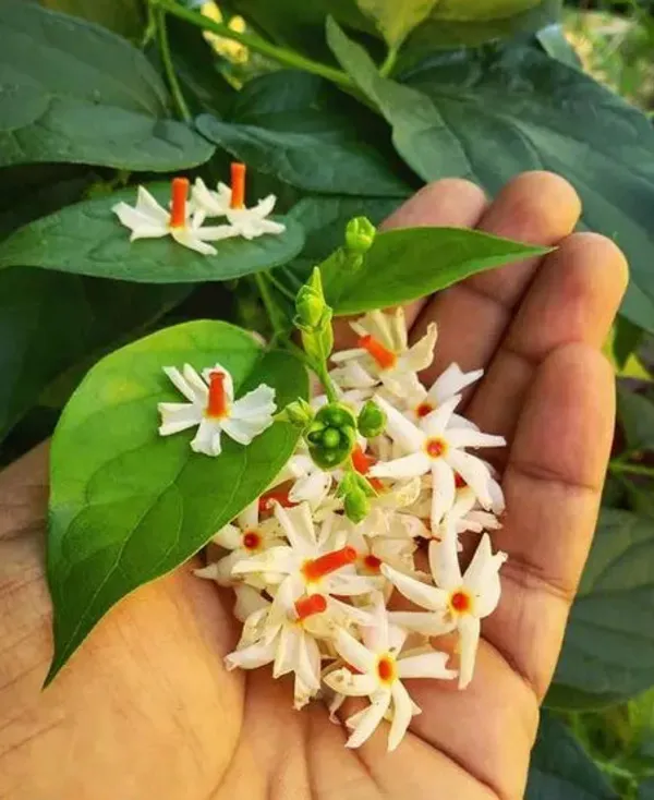 Night_Bloom_Jasmine_Plant_(Hybrid)