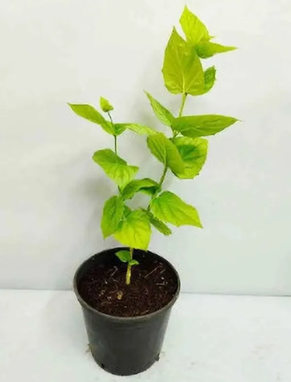 Night_Bloom_Jasmine_Plant_(Hybrid)