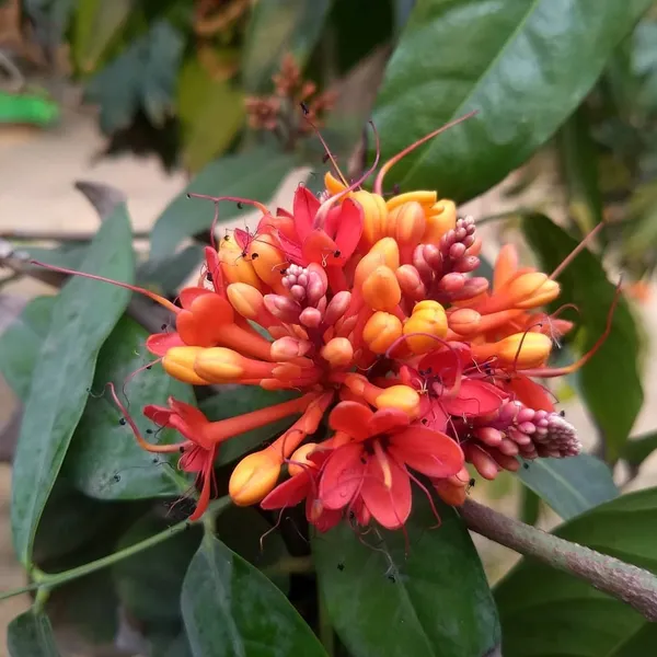 Ashok_Plant_(Hybrid)