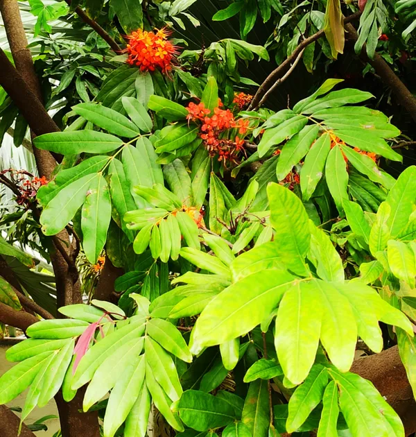 Ashok_Plant_(Hybrid)