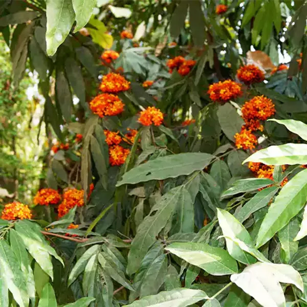 Ashok_Plant_(Hybrid)