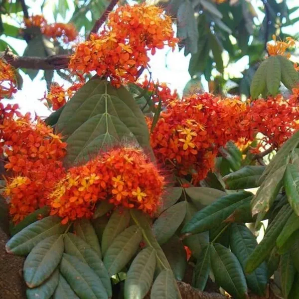 Ashok_Plant_(Hybrid)