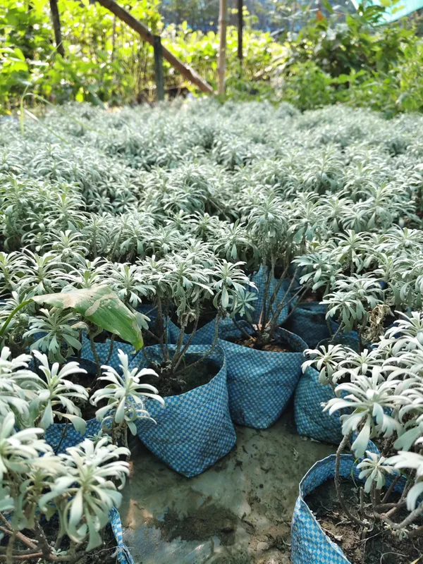 Aralia_Plant_Snow_(Hybrid)