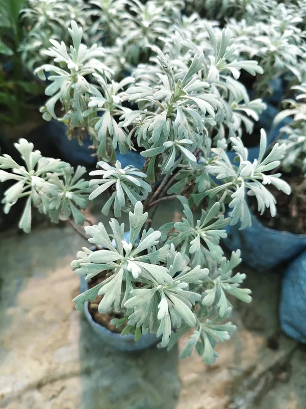 Aralia_Plant_Snow_(Hybrid)