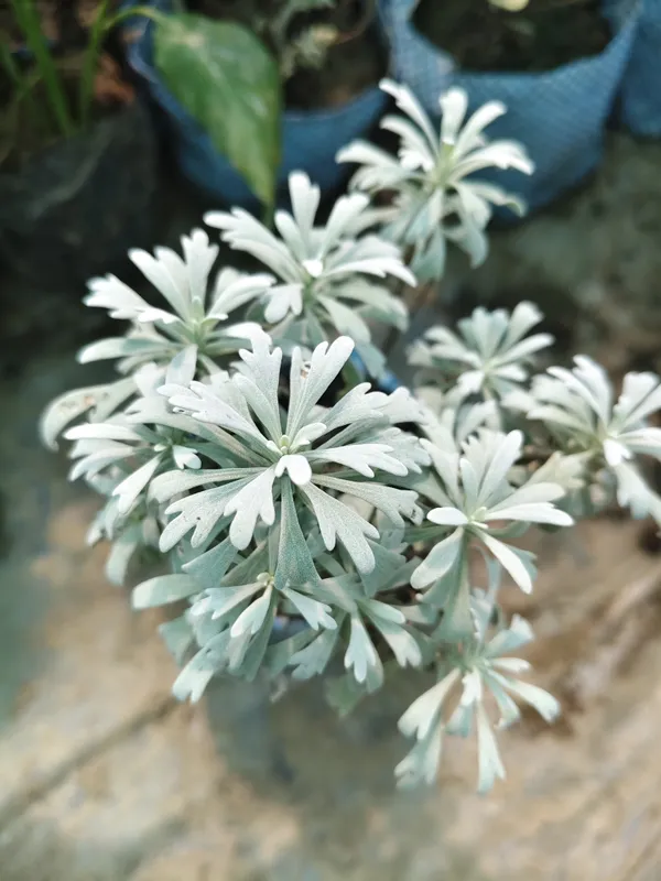 Aralia_Plant_Snow_(Hybrid)