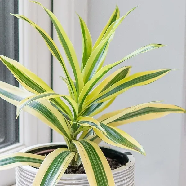 Song_Of_India_Plant_(Hybrid)