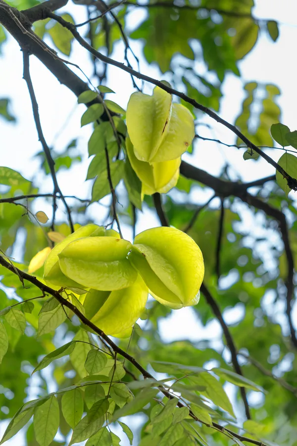 Star_Fruit_Carambola_Grafted_Plant_(Hybrid)