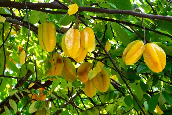 Star_Fruit_Carambola_Grafted_Plant_(Hybrid)
