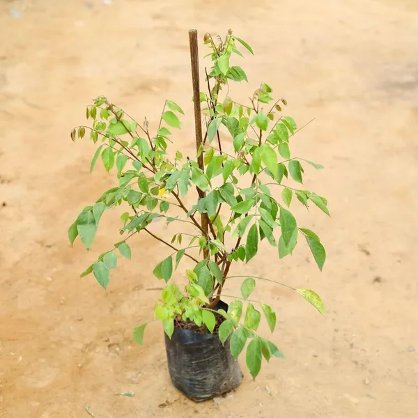 Star_Fruit_Carambola_Grafted_Plant_(Hybrid)