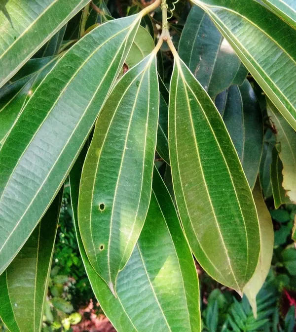 Bay_Leaf_Plant_(Hybrid)