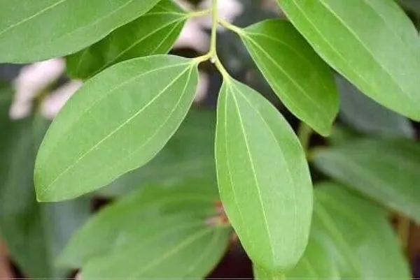Bay_Leaf_Plant_(Hybrid)