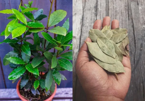 Bay_Leaf_Plant_(Hybrid)