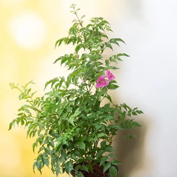 Tecoma_Plant_(Hybrid)