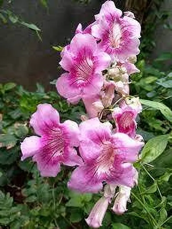 Tecoma_Plant_(Hybrid)