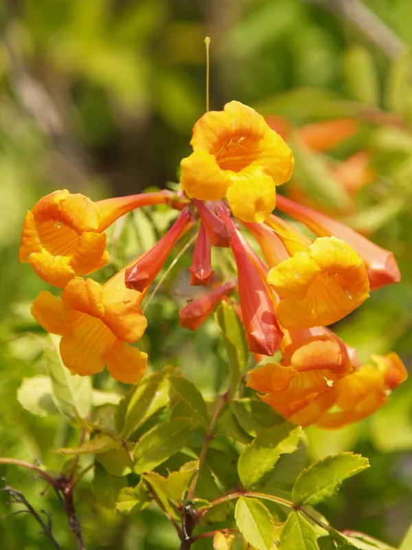 Yellow_Tecoma_Hybrid_Plant_For_Garden