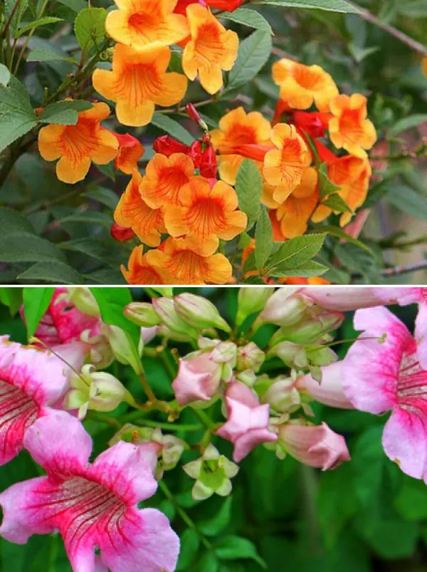Tecoma_Plant_(Hybrid,_Pack_Of_2)