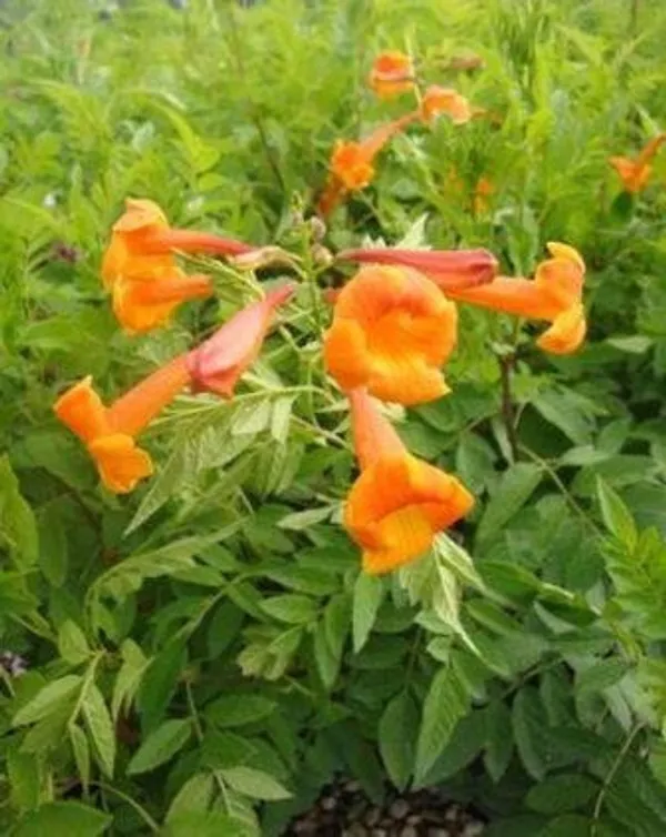Tecoma_Plant_(Hybrid,_Pack_Of_2)