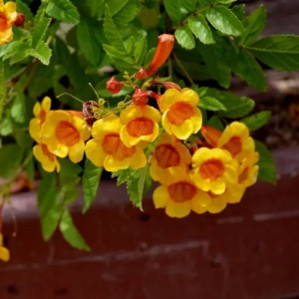 Tecoma_Plant_(Hybrid,_Pack_Of_2)
