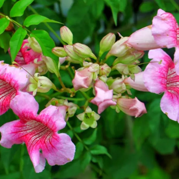 Tecoma_Plant_(Hybrid,_Pack_Of_2)