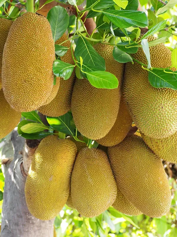 Jack_Fruit_Plant_(Hybrid)