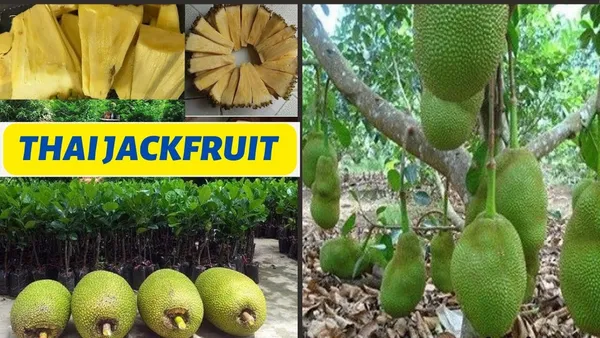 Jack_Fruit_Plant_(Hybrid)