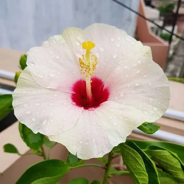 Hibiscus_Plant_(Hybrid)