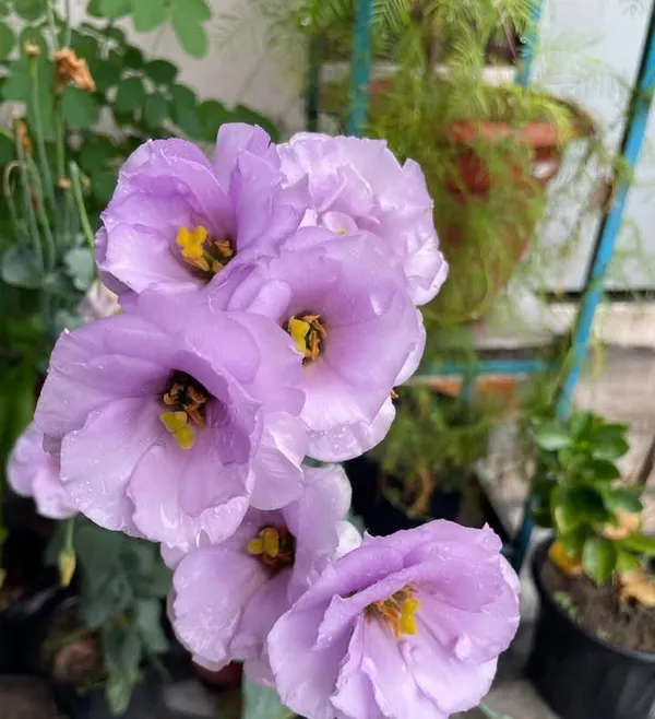 Lisianthus_Flower_Plant_|_For_Home_Garden